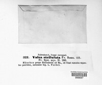 Eutypella stellulata image